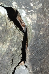 Eutropis multifasciata