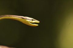 Oxybelis microphthalmus