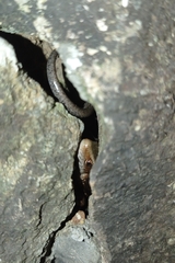 Eutropis multifasciata