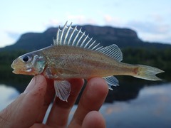 Gymnocephalus cernua