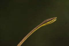 Oxybelis microphthalmus
