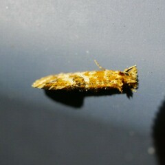 Moerarchis pyrochroa
