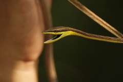 Oxybelis microphthalmus