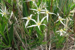 Clematis gentianoides