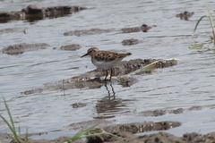 Calidris temminckii