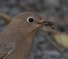 Oniscidea