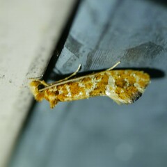 Moerarchis pyrochroa