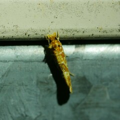 Moerarchis pyrochroa