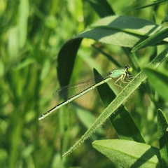 Paracercion hieroglyphicum