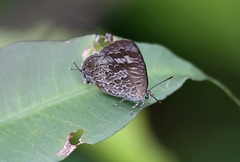 Arhopala birmana