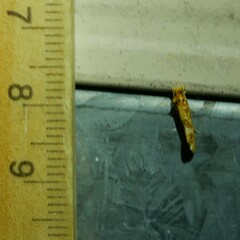 Moerarchis pyrochroa