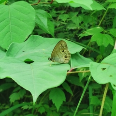 Palaeonympha opalina