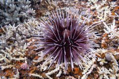 Echinothrix