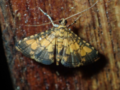 Nacoleia
