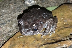 Leptobrachium hasseltii