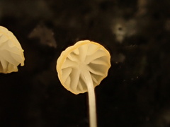 Rhizomarasmius setosus
