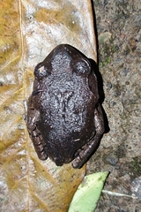 Leptobrachium hasseltii