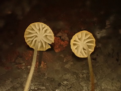 Rhizomarasmius setosus