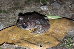 Leptobrachium hasseltii