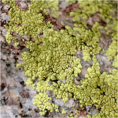 Acarosporaceae
