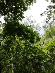 Cnidoscolus megacanthus