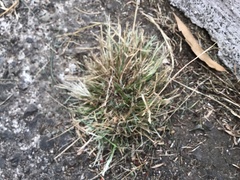 Eragrostis amabilis