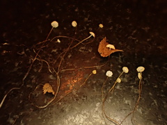Rhizomarasmius setosus