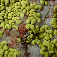 Acarosporaceae