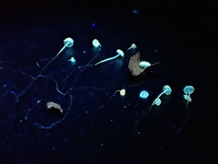 Rhizomarasmius setosus