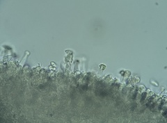 Rhizomarasmius setosus