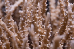 Anacropora