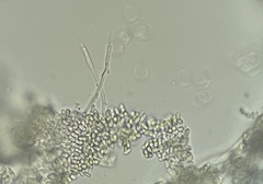 Rhizomarasmius setosus