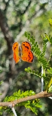 Chrysoritis chrysaor