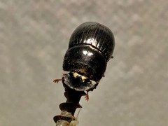 Copris lunaris