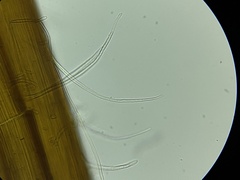 Rhizomarasmius setosus