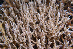 Anacropora