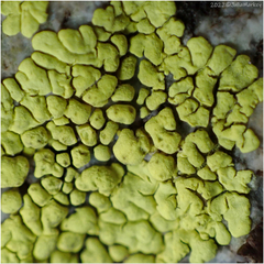 Acarosporaceae