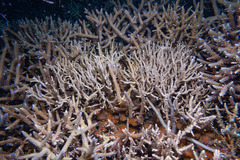 Anacropora