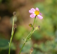 Bidens aequisquama