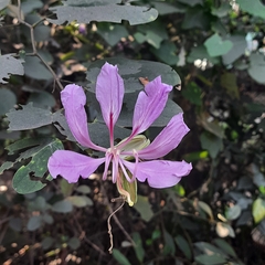 Bauhinia purpurea