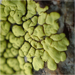 Acarosporaceae