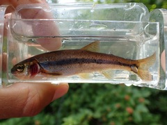 Couesius plumbeus