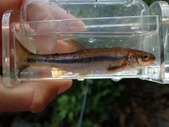 Couesius plumbeus