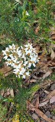 Olearia erubescens