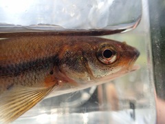 Couesius plumbeus