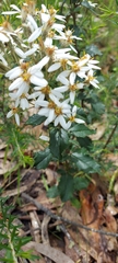 Olearia erubescens