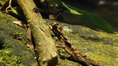 Anolis planiceps
