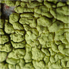 Acarosporaceae