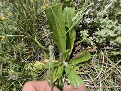 Hypochaeris chillensis