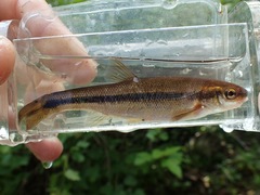 Couesius plumbeus